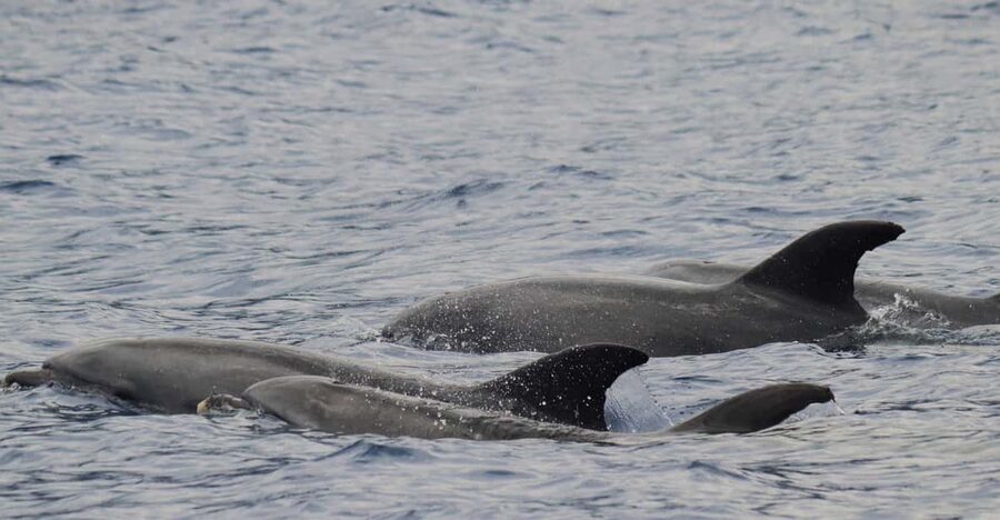 Funchal: Guarantee Wild Dolphin&Whale Watching by RIB - Why a small RIB off Funchal beats the big-boat version