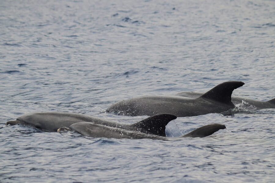 Funchal: Guarantee Wild Dolphin&Whale Watching by RIB - Safety briefing and windy-sea reality checks