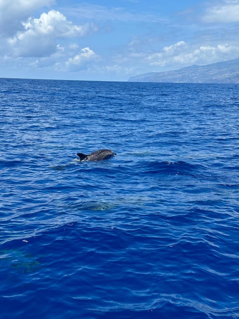 Funchal: Guarantee Wild Dolphin&Whale Watching by RIB - Dolphins, whales, and the kind of sightings that feel intimate