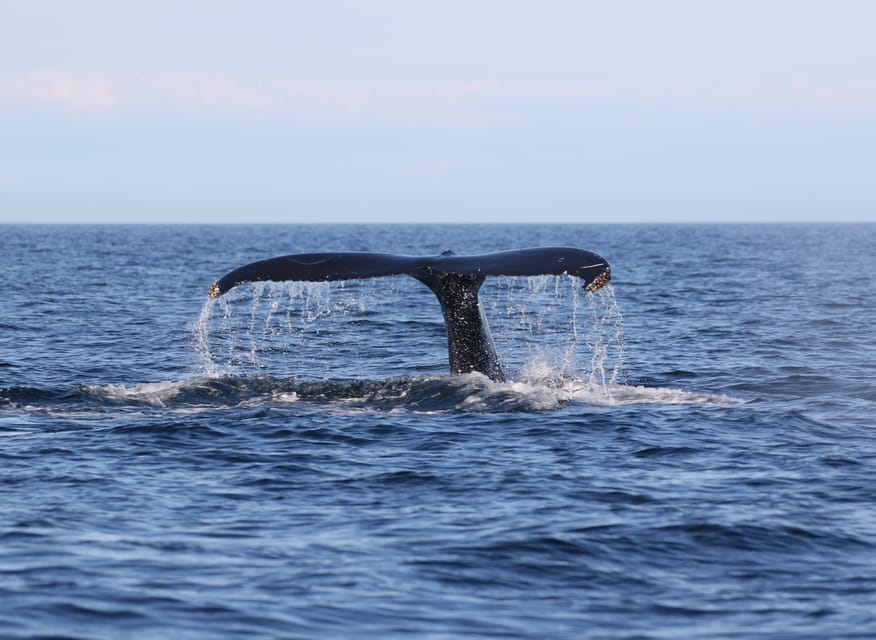 Funchal: Guarantee Wild Dolphin&Whale Watching by RIB - The swim or snorkel add-on: quick, legal, and only when conditions fit