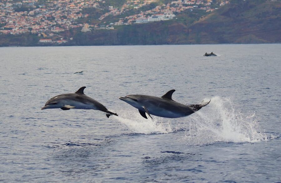 Funchal: Guarantee Wild Dolphin&Whale Watching by RIB - Cabo Girao Cliff viewpoints, where the day gets calmer