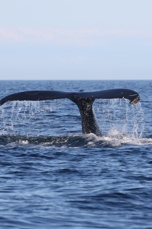 Funchal: Guarantee Wild Dolphin&Whale Watching by RIB - Who this tour suits best (and who should rethink it)