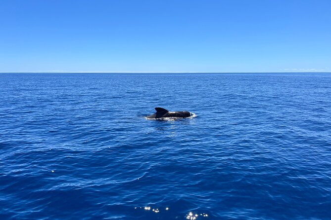 Funchal: Half and Full Day Private Sailboat Tour - Price and value: $739 per group up to 6 people