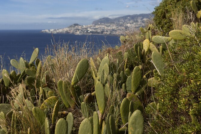 Funchal highlights 5h Private Tour in Madeira - Câmara de Lobos: fishing heritage and the Churchill connection