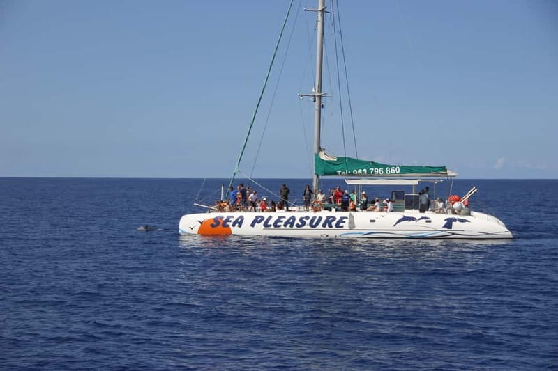 Funchal:Hop-on Hop-off Bus & Whale & Dolphin boat Excursion - Should you book this Funchal bus plus whale and dolphin combo?