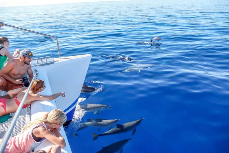 Funchal:Hop-on Hop-off Bus & Whale & Dolphin boat Excursion - Two days, two viewpoints: Funchal by bus and by sea