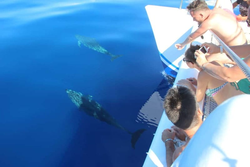 Funchal:Hop-on Hop-off Bus & Whale & Dolphin boat Excursion - Board the catamaran: dolphin and whale watching from the Atlantic