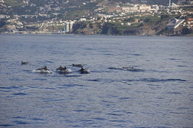 Funchal:Hop-on Hop-off Bus & Whale & Dolphin boat Excursion - How to structure your two days (so you don’t waste time)