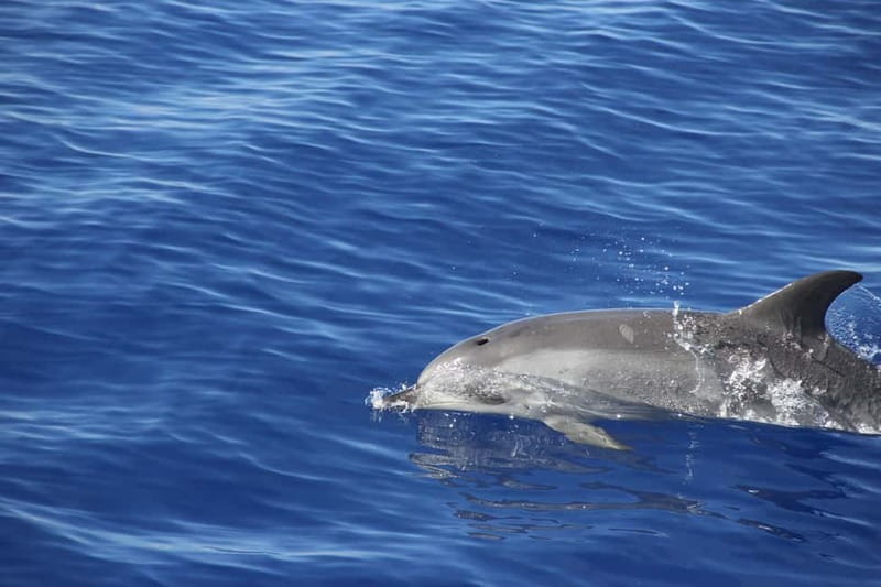 Funchal:Hop-on Hop-off Bus & Whale & Dolphin boat Excursion - Value check: is $54 worth it?