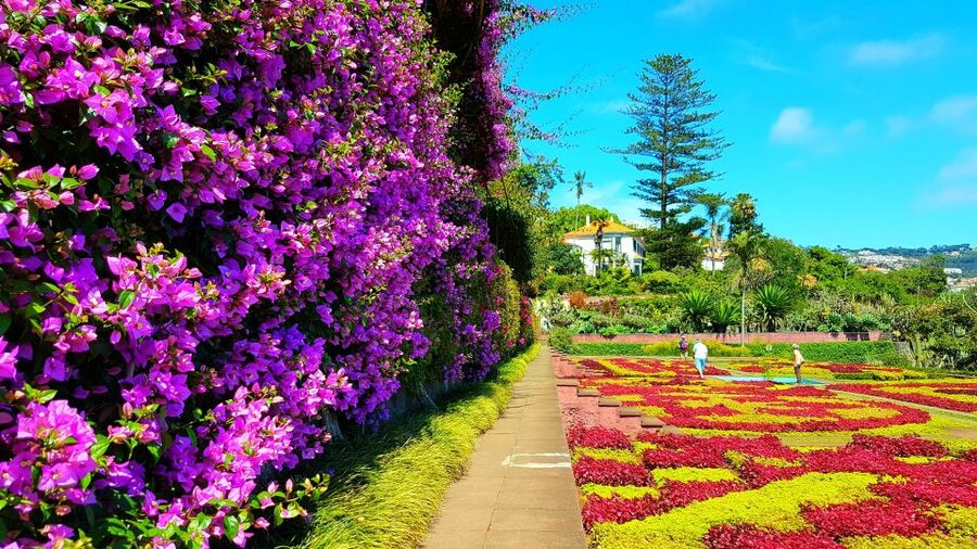 Funchal: Madeira Botanical Garden Private Tuk-Tuk Tour - The Private Pickup and Tuk-Tuk Drive Around Funchal’s Hills