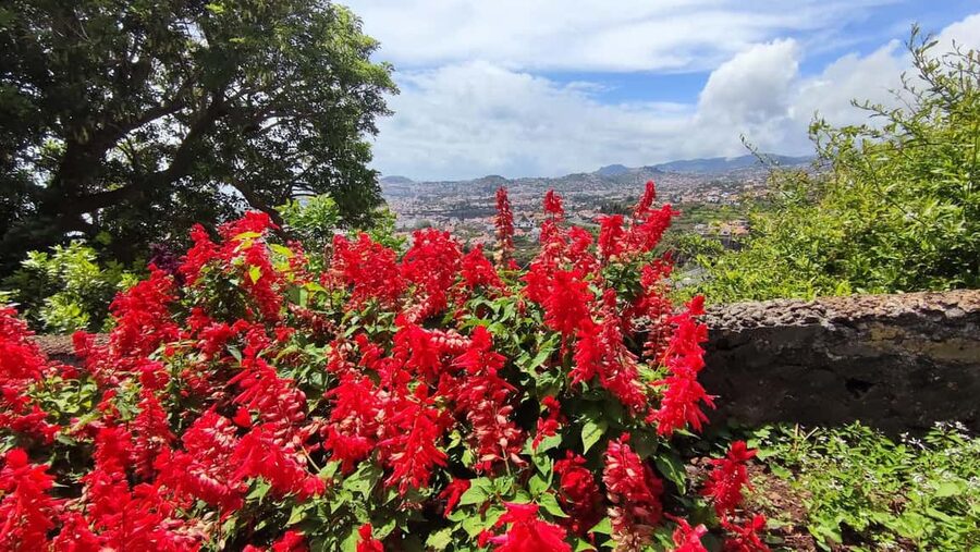 Funchal: Madeira Botanical Garden Private Tuk-Tuk Tour - What the Natural History Museum Adds (Beyond Plant Photos)