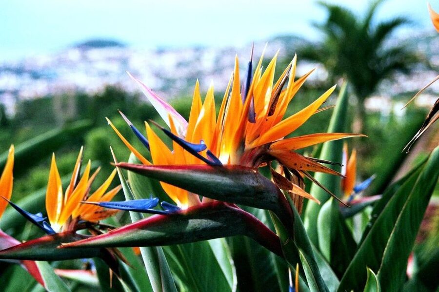 Funchal: Madeira Botanical Garden Private Tuk-Tuk Tour - Your Guide and Language Options, From Ricky to Luis