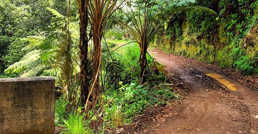 Funchal: Madeira Island 4x4 Private Customizable Tour - Lunch and Poncha Stops, Budgeting Without Stress
