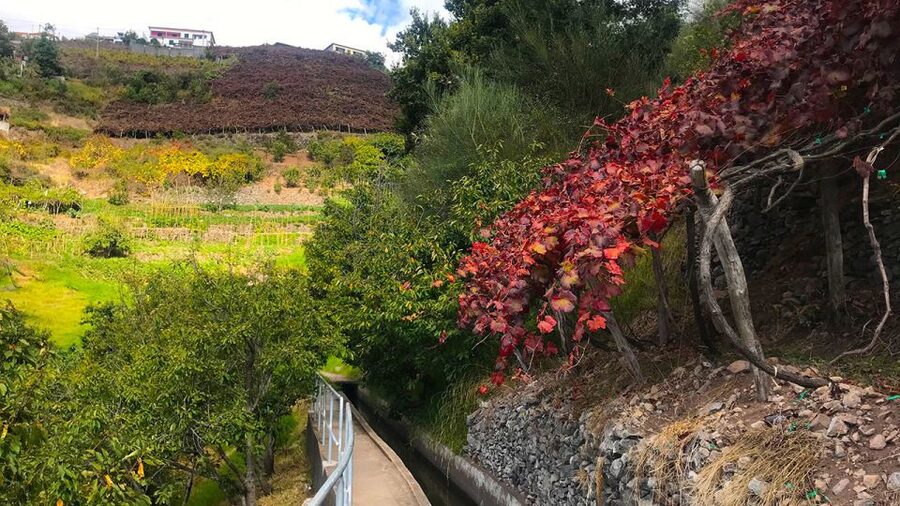 Funchal: Northern Levada Walking Tour - Price and what $38 really buys you
