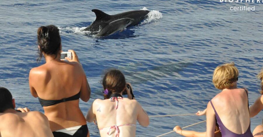 Funchal: Pico Arieiro, Cristo Rei and Dolphins Watching - Key highlights worth your attention