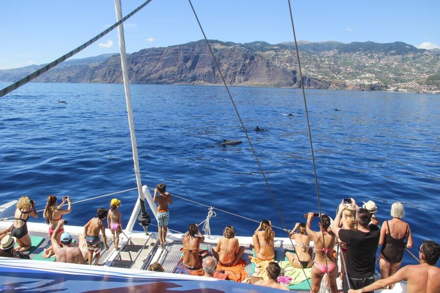 Funchal: Pico Arieiro, Cristo Rei and Dolphins Watching - From Funchal Marina to the catamaran: dolphins, whales, and a calm ride