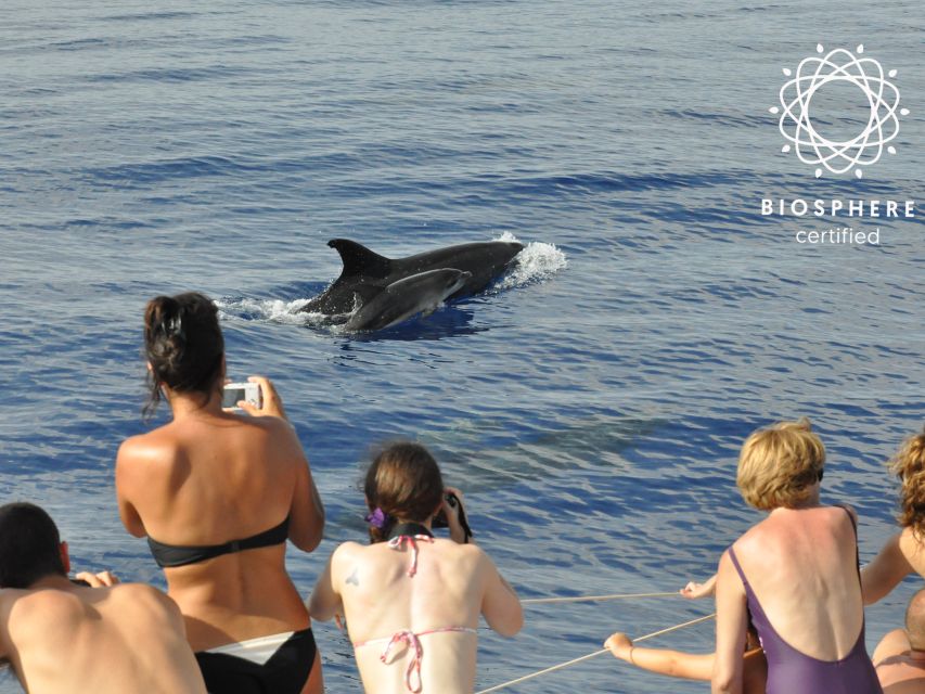 Funchal: Pico Arieiro, Cristo Rei and Dolphins Watching - Price and value: what you’re really paying for