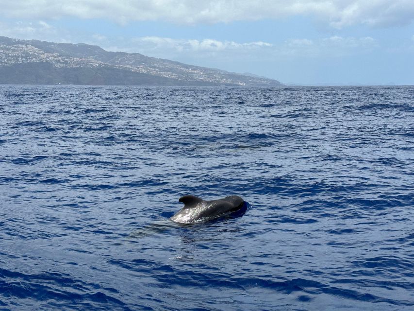Funchal: RIB Whale Watching Cruise and Optional Dolphin Swim - Should you book the Funchal RIB whale watching cruise with optional dolphin swim?