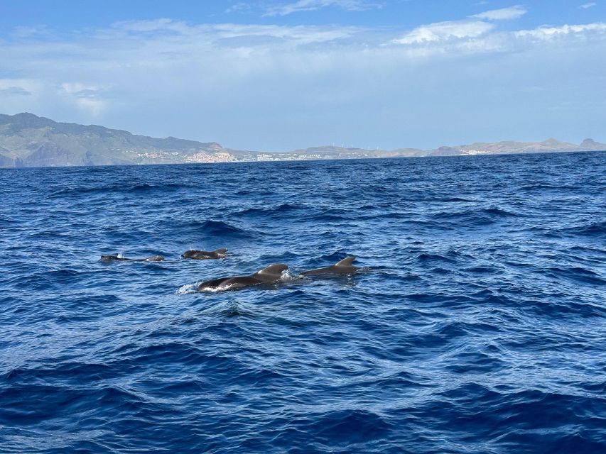 Funchal: RIB Whale Watching Cruise and Optional Dolphin Swim - From Funchal Harbor to open ocean: what the 2.5 hours feels like