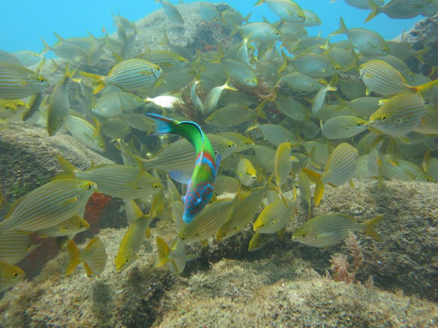 Funchal: Scuba Diving Experience for Beginners - Price and value: what $53 actually buys you in real terms
