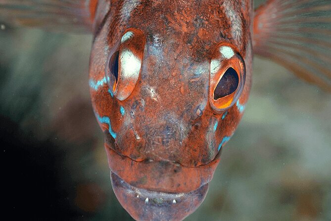 Funchal: Snorkeling Adventure in Eco-Park / Shore or by Boat - Snorkeling from Madeira’s house reef or a protected reserve