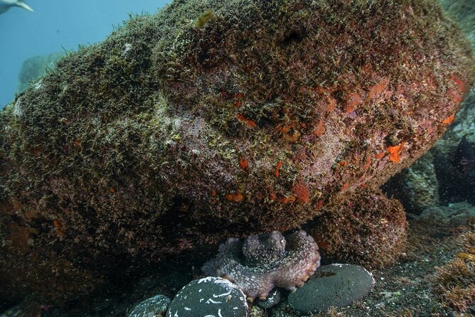 Funchal: Snorkeling Adventure in Eco-Park / Shore or by Boat - Warm-water comfort, wetsuit reality, and beginner tips