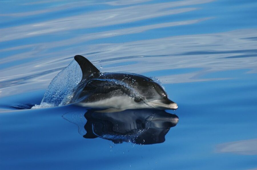 Funchal: Whale and Dolphin Watching Speed Boat Tour - Pier 8 and the Ventura Nature Emotions start