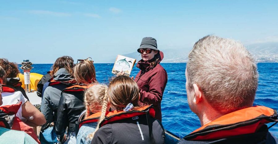 Funchal: Whale and Dolphin Watching Speed Boat Tour - The marine biologist briefing, from species ID to where to look