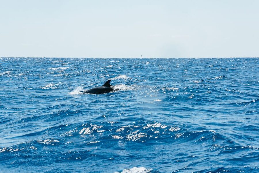 Funchal: Whale and Dolphin Watching Speed Boat Tour - What you’re likely to see, and why it varies