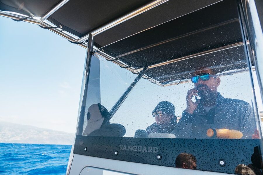 Funchal: Whale and Dolphin Watching Speed Boat Tour - Cost and value: is $56 a good deal for 2.5 hours?