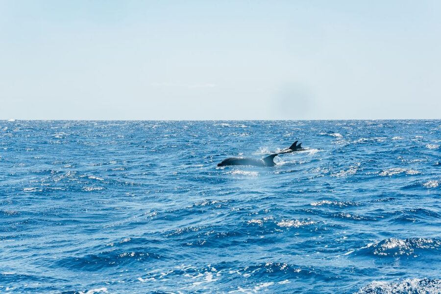 Funchal: Whale and Dolphin Watching Speed Boat Tour - Who should book this Madeira speed boat, and who shouldn’t