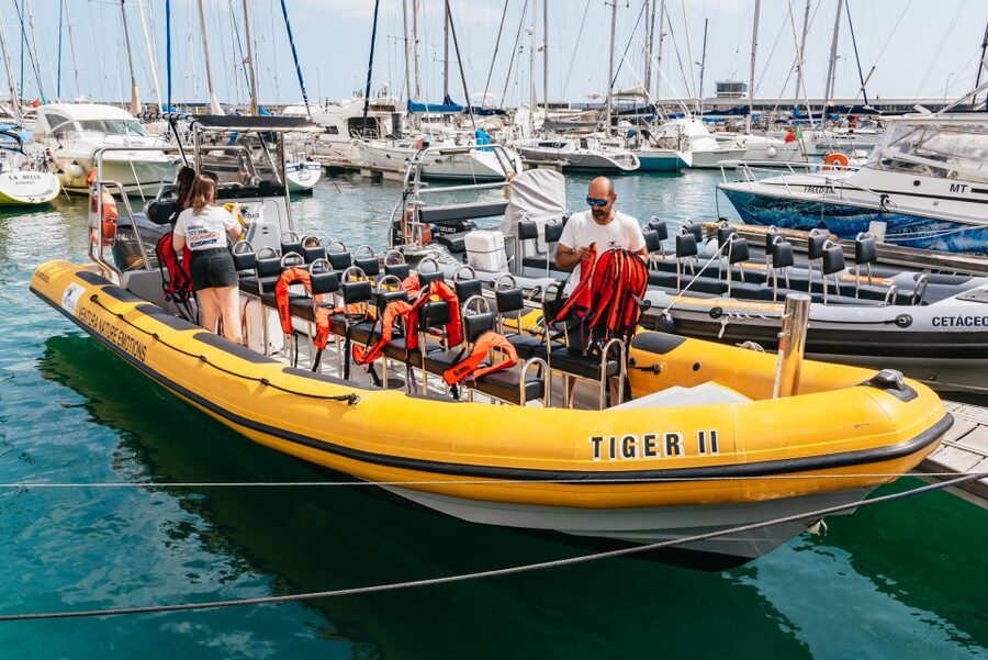 Funchal: Whale and Dolphin Watching Speed Boat Tour - Why a small speed boat works better on whale and dolphin days