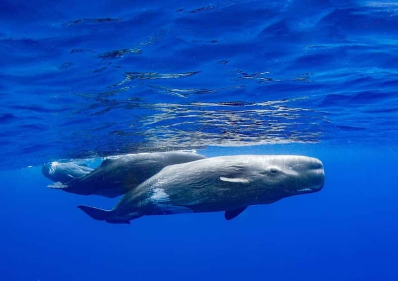 Funchal: Whale Watching and Swimming with Dolphins Cruise - How to Dress and What to Bring (Yes, This Matters)