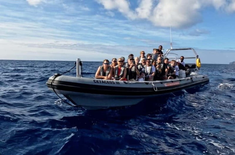 Funchal: Whale Watching and Swimming with Dolphins Cruise - What It Means When You Also Swim: Dolphin Swim, Turtles, and the Rules of the Day