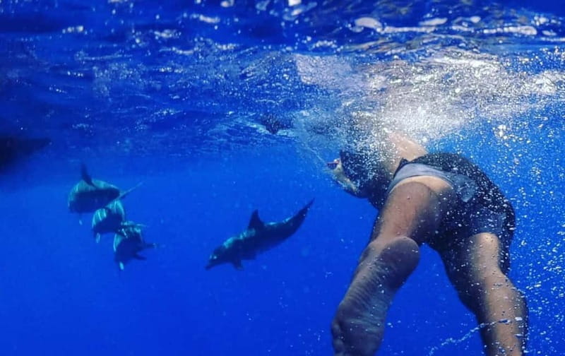 Funchal: Whale Watching and Swimming with Dolphins Cruise - The Real Itinerary Rhythm: Start, Short Briefing, Search, Return