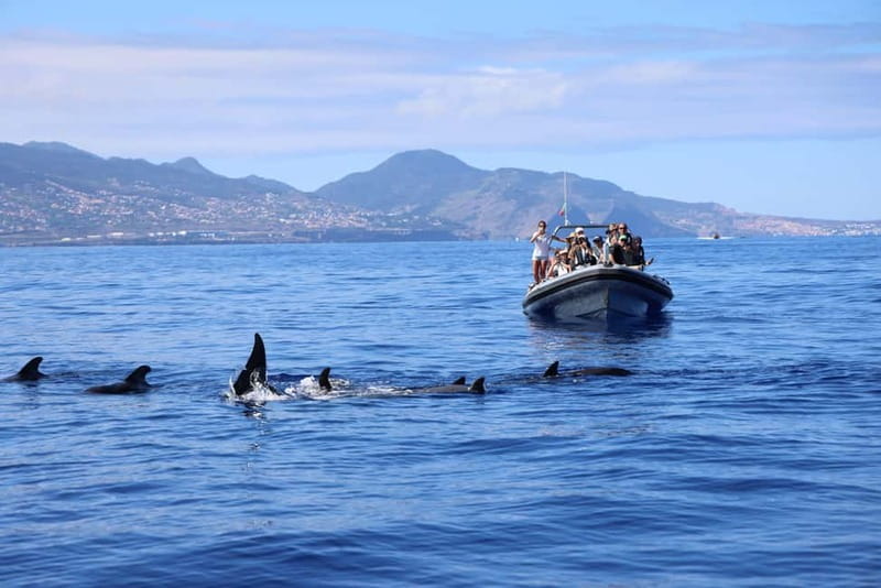 Funchal: Whale Watching and Swimming with Dolphins Cruise - Weather, Sea Conditions, and the “Could Be Loud” Reality