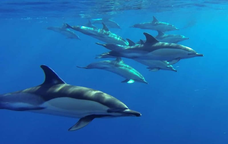 Funchal: Whale Watching and Swimming with Dolphins Cruise - Price and Value: Is $94 Worth It for 2.5 Hours?