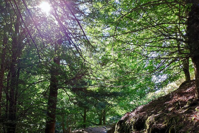 Gastro hike (Private Tour) - A levada walk that feels like Madeira, not a checklist