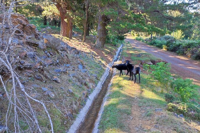 Gastro hike (Private Tour) - Why the route stays quiet: levadas in the off-the-beaten pocket