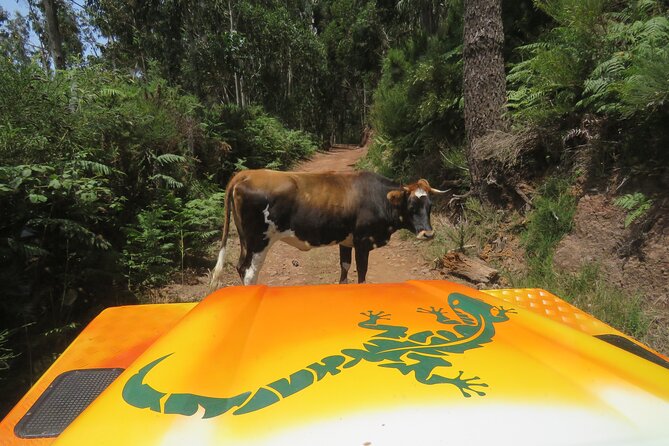 Guided Exploration of Southwest Madeira in a 4x4 - Key highlights you will care about