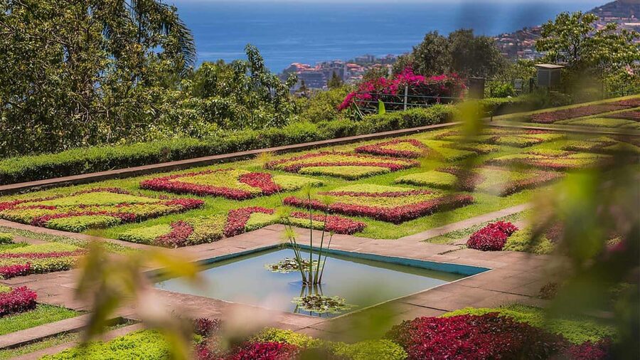Guided Tuk-Tuk Tour to Botanical Garden (From Funchal) - Conservation and research: why this garden feels purposeful