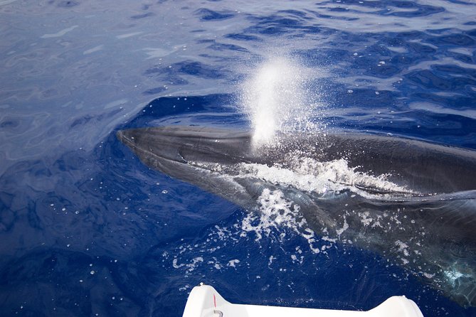 Half-day Catamaran Trip from Funchal - Boat Comfort, Crew Help, and On-Board Extras