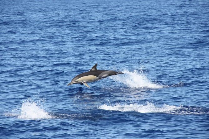 Half-day Catamaran Trip from Funchal - Price and Value for a Half-Day Catamaran Escape