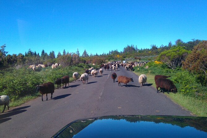 Half Day Jeep Safari Tour at Pico Areeiro and Santo da Serra - Santo da Serra: market-town calm between the high viewpoints