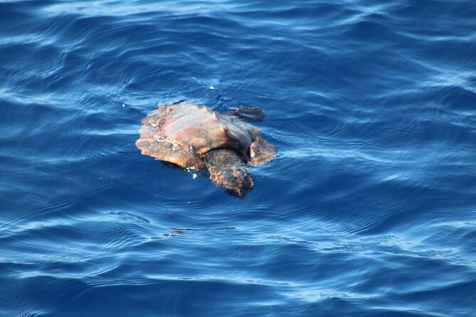 Half Day Madeira Island Cruise with Lunch - Why this Madeira half-day cruise makes sense for most trips