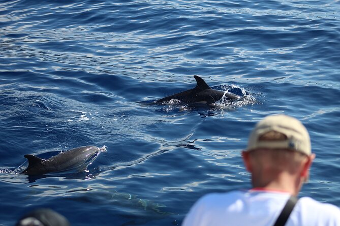 Half Day Madeira Island Cruise with Lunch - The cruise portion, coastal views, and how the pace feels