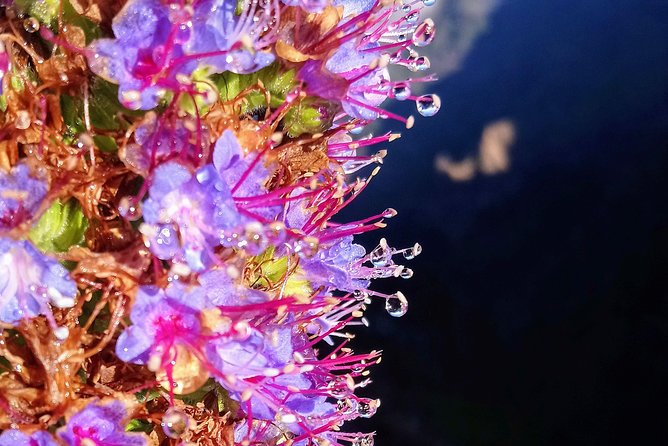 Hike in Laurisilva Levada do Rei - Madre of Life small Group guided walk - Transfers From Funchal and Caniço: Less Planning, More Walking Time