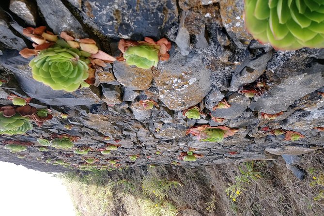 Hike Larano, Boca do Risco Porto da Cruz Levada in a small group - Pace and packing: moderate fitness, picnic planning, and comfort choices
