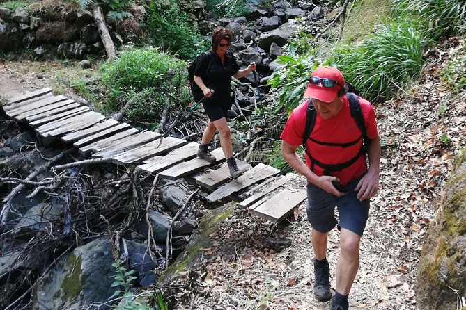 Hiking and Trekking tours in Madeira - Volcanic Views and Endemic Plants: What You’re Really Seeing