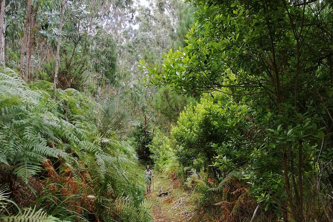 Hiking and Trekking tours in Madeira - Price and Value for This Madeira Mountain Tours Experience